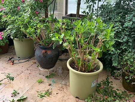 夏季绿植养护注意什么