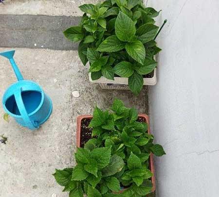 夏季绿植养护注意什么