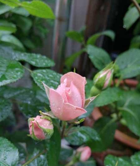 夏季绿植养护注意什么