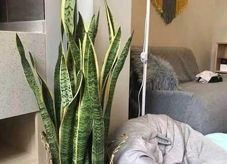 卧室里适合养的花
