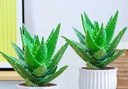 卧室里适合养的花