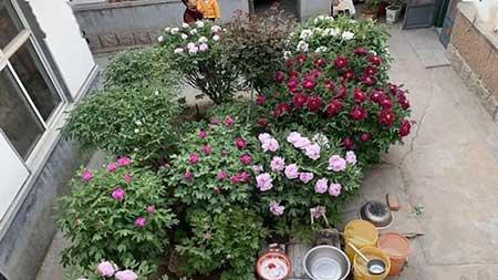 庭院适合养的花