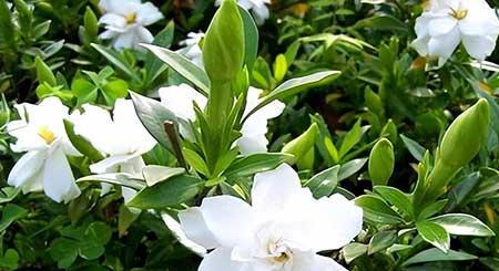庭院适合养的花