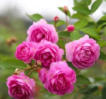 庭院适合养的花
