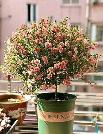 庭院适合养的花