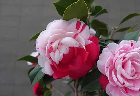 庭院适合养的花