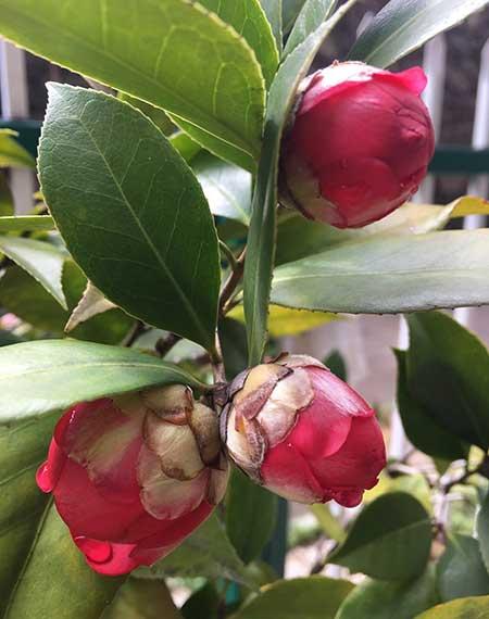 庭院适合养的花