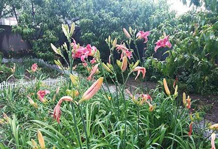 庭院适合养的花