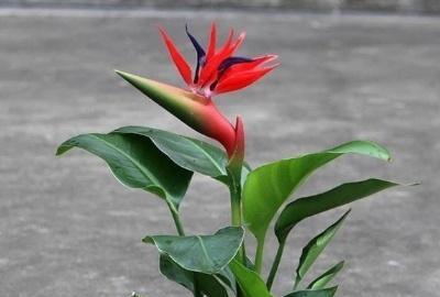 天堂鸟的花怎么养