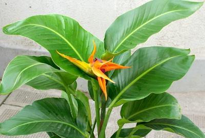 天堂鸟的花怎么养
