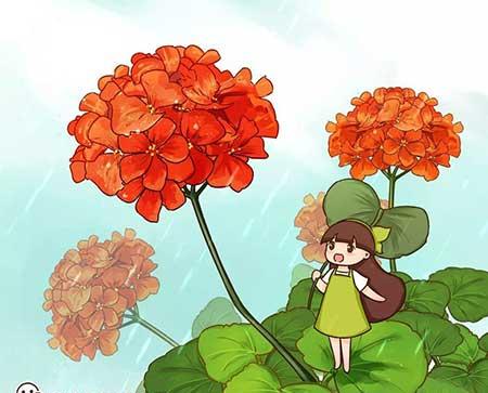 四季都能养的花