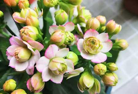 四季都能养的花