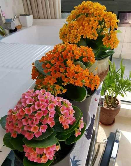 四季都能养的花