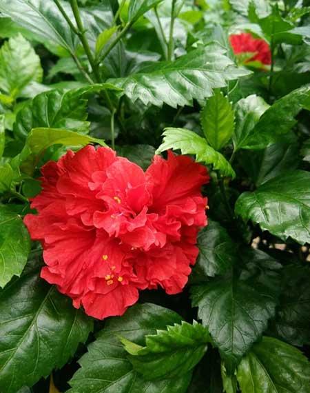 四季都能养的花