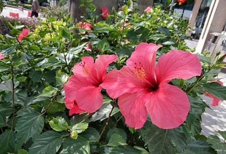 四季都能养的花