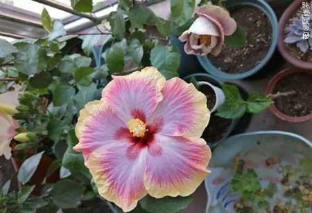 四季都能养的花
