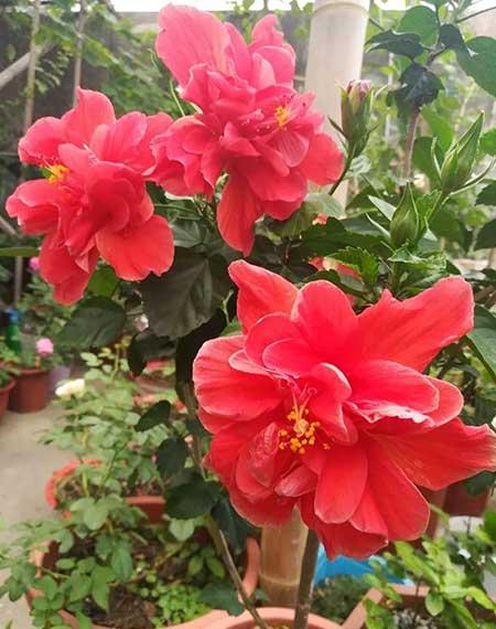 四季都能养的花