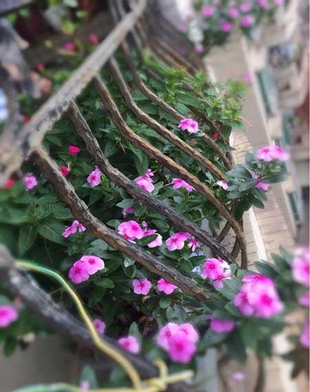 四季都能养的花