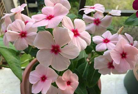 四季都能养的花
