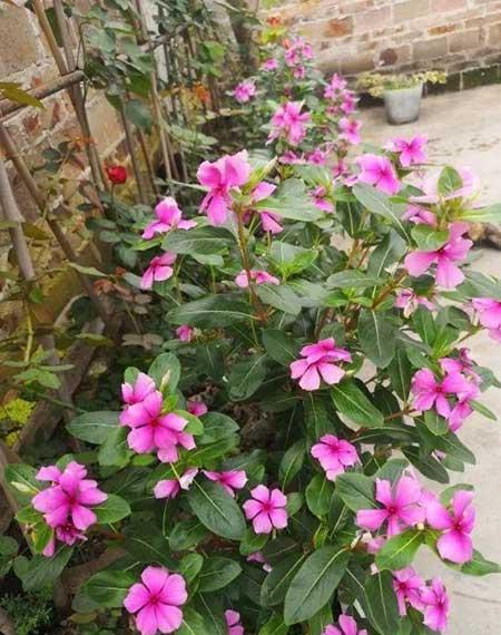 四季都能养的花