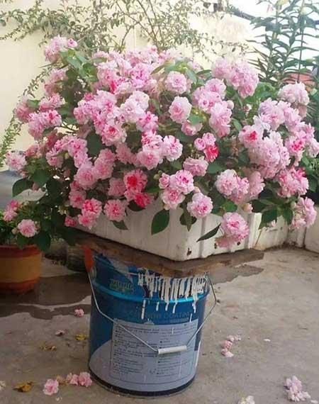 四季都能养的花
