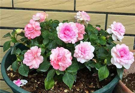 四季都能养的花