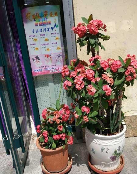 四季都能养的花