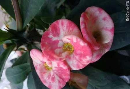 四季都能养的花