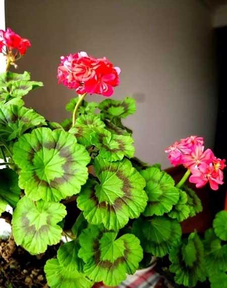 四季都能养的花