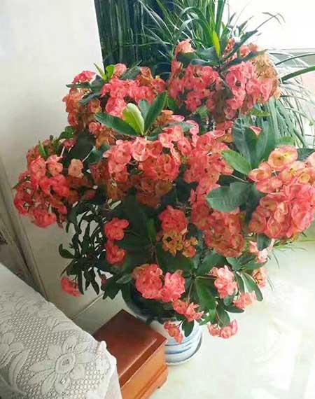 四季都能养的花