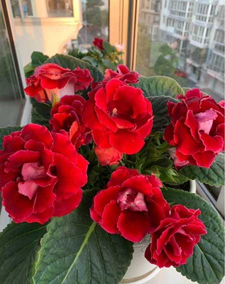 四季都能养的花