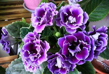 四季都能养的花