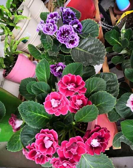 四季都能养的花