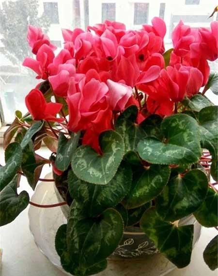 四季都能养的花