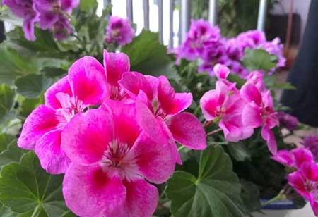 四季都能养的花