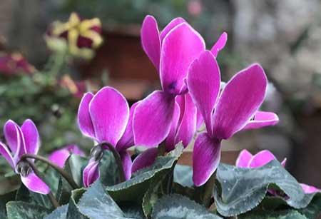四季都能养的花