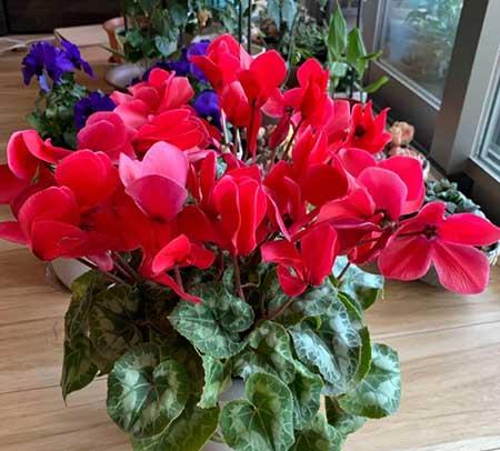 四季都能养的花
