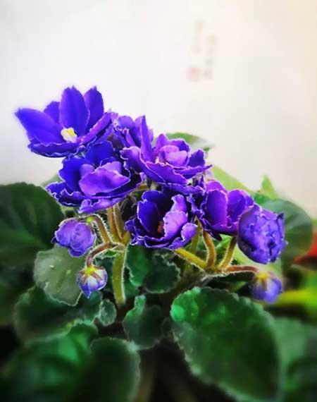 四季都能养的花