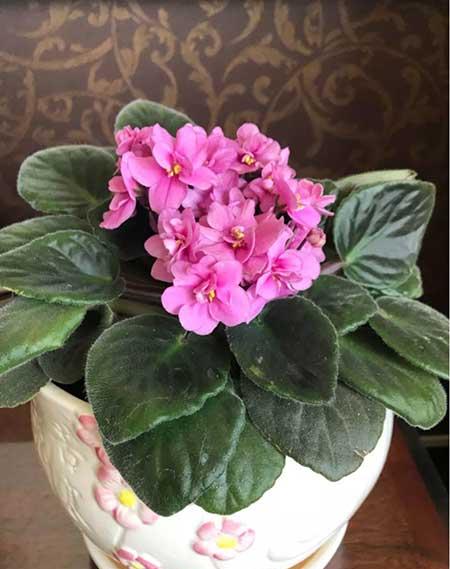 四季都能养的花