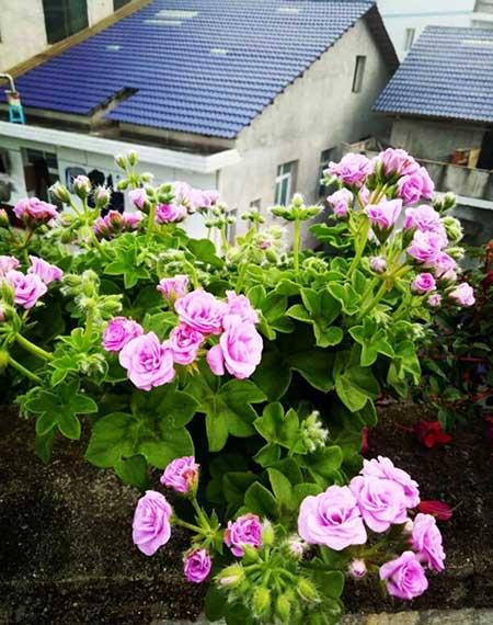 四季都能养的花