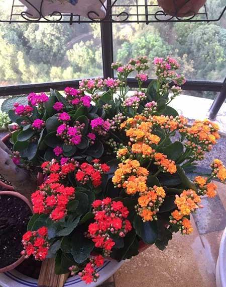 四季都能养的花