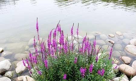 水盆适合养什么花