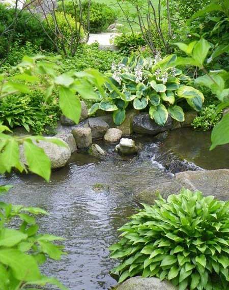 水盆适合养什么花