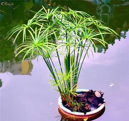 水盆适合养什么花