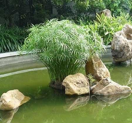水盆适合养什么花