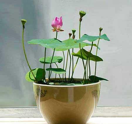 水培哪些花比较好养