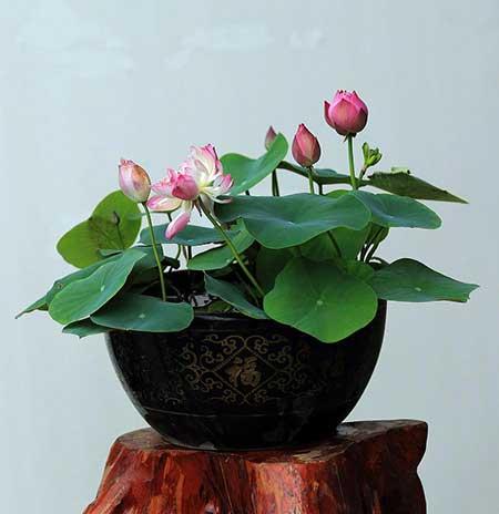 水培哪些花比较好养