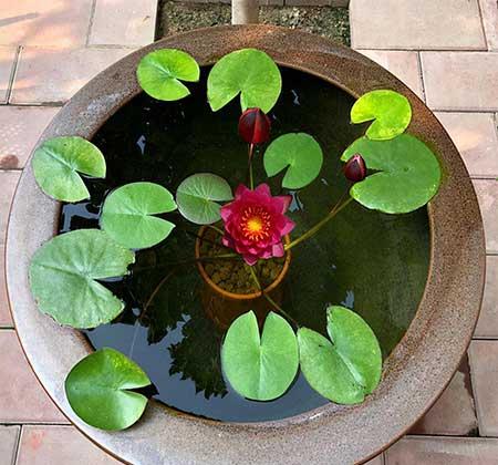 水培哪些花比较好养