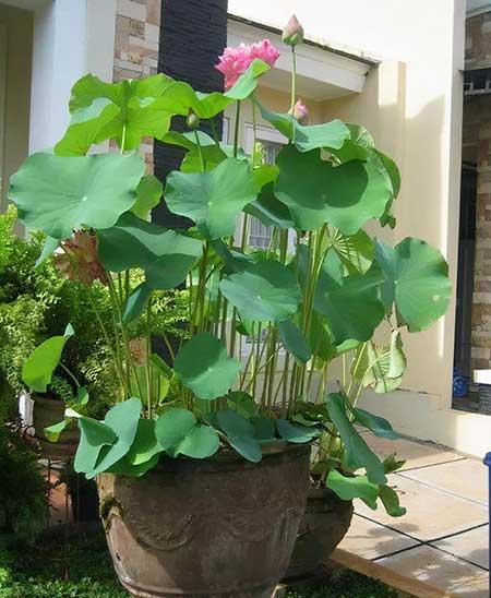 水培哪些花比较好养