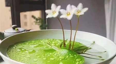 水培哪些花比较好养